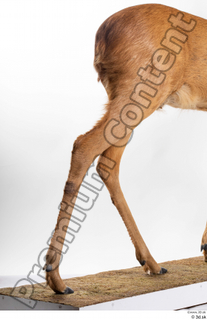 Deer Doe 2 leg 0033.jpg